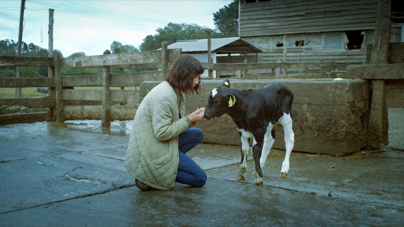 The Cow Who Sang A Song Into The Future