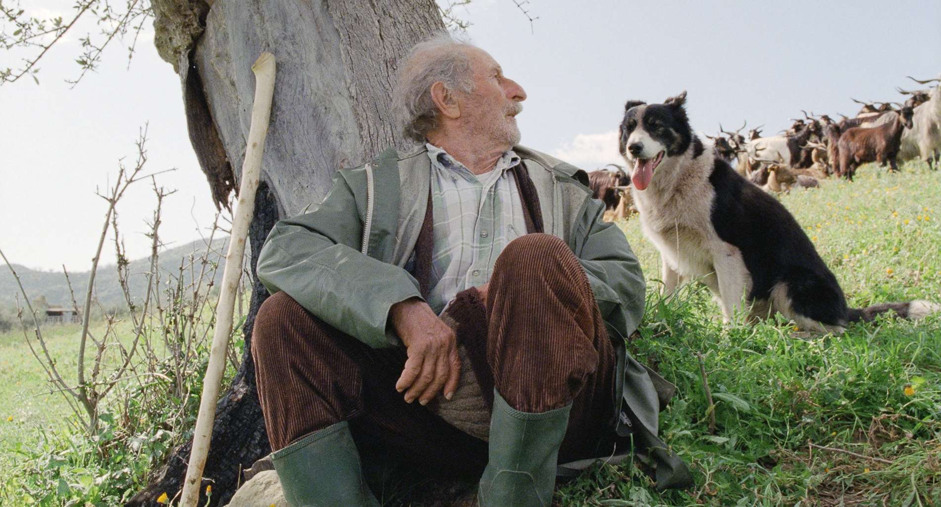 The World of Slow Cinema 10 Great Films That Foreground Stillness - Le Quattro Volte (2010) - hof2