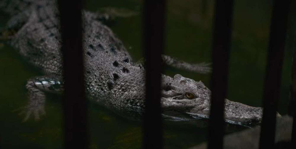 Crocodile Tears (2024) “TIFF” Movie Review