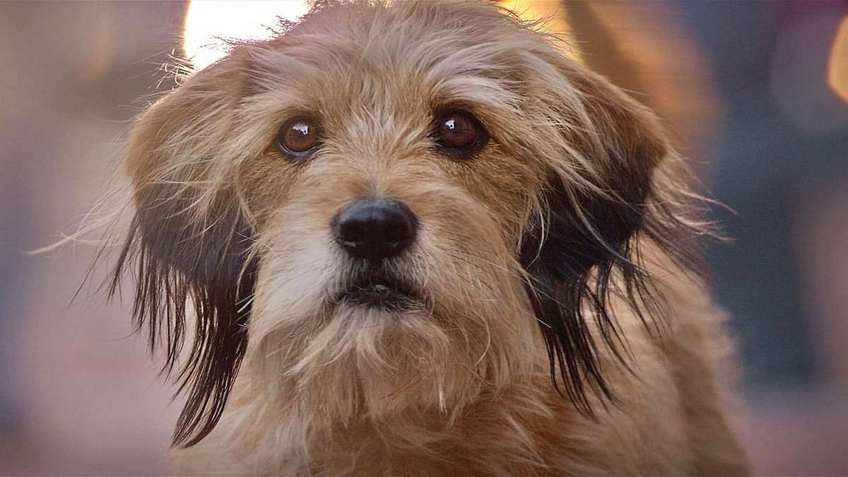Benji in Benji (1974) - Best Dog Performances in Cinema: 10 Canine Stars Who Stole the Show