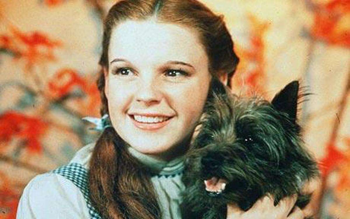 Toto in The Wizard of Oz (1939) - Best Dog Performances in Cinema: 10 Canine Stars Who Stole the Show
