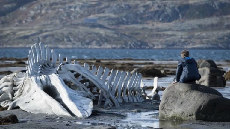 Leviathan [2014]: A scathing Political satire reflecting on Human Suffering