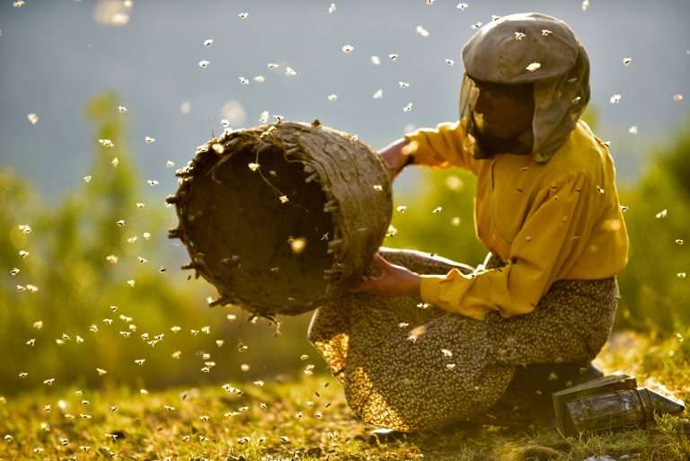 Honeyland [2019]: ‘Sundance’ Review – An Exceptional and Unembellished Tale of a Woman’s Connection with Nature