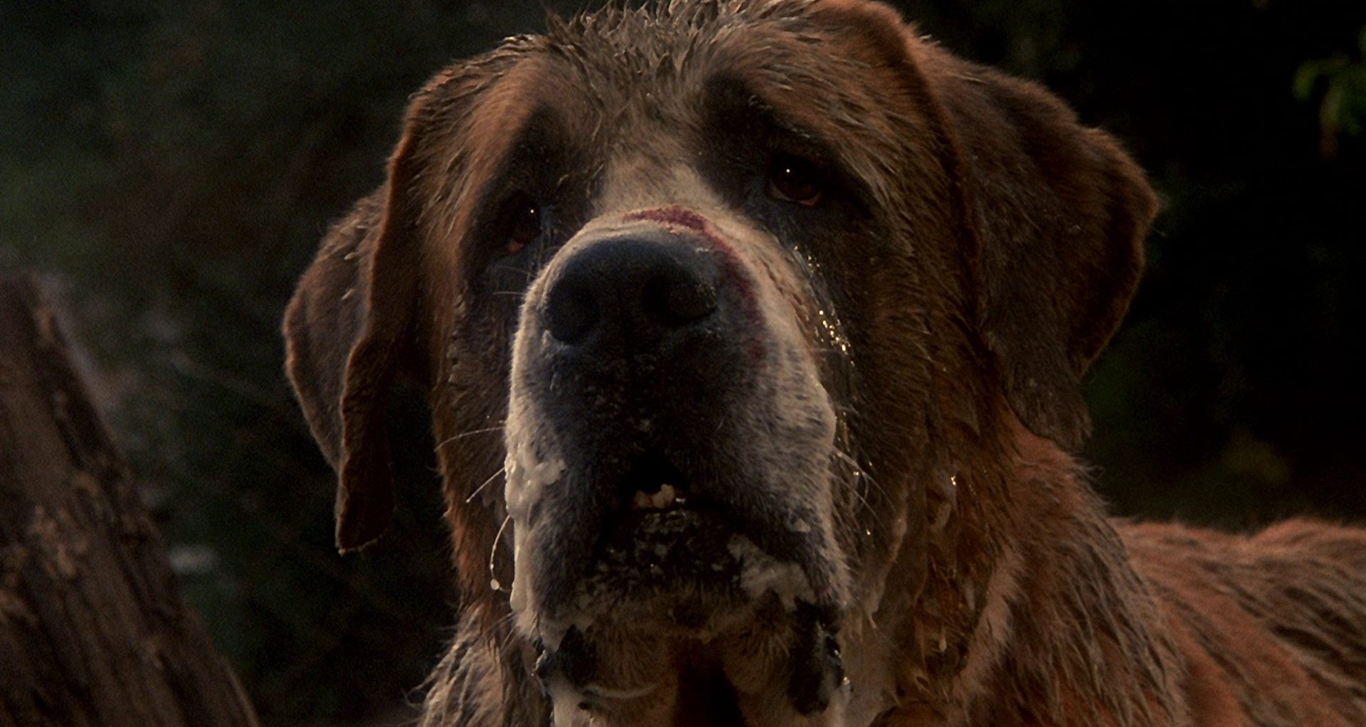 Best Dog Movies of All Time - Cujo