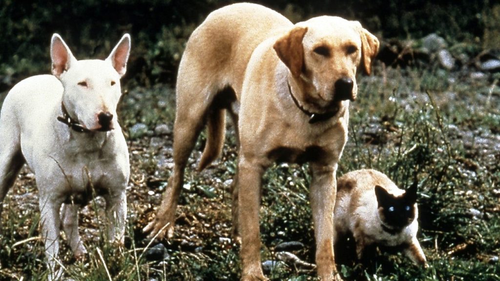 Best Dog Movies of All Time - The Incredible Journey