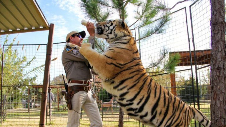 Tiger King [2020] Netflix Review – Deadly Abhorrent Creatures and Poor Big Cats