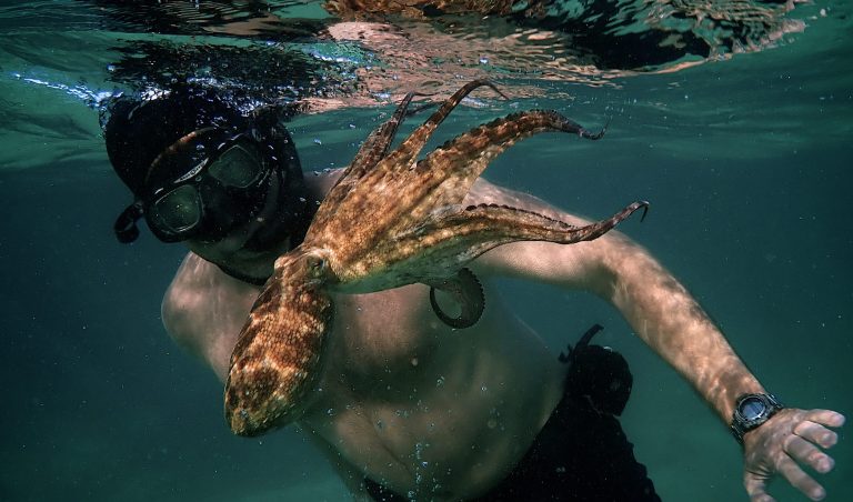 My Octopus Teacher [2020] Netflix Review: An Extraordinarily Beautiful Documentary
