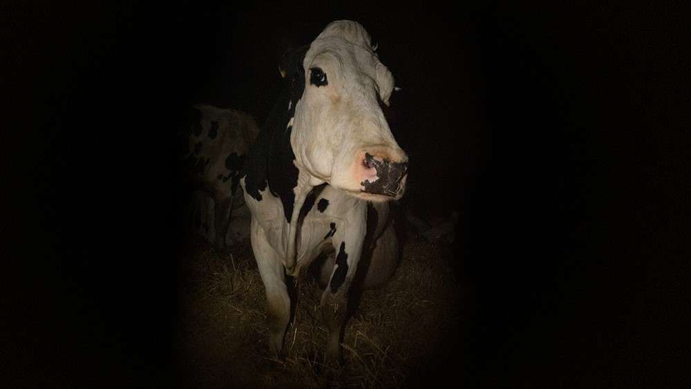Cow (2021)