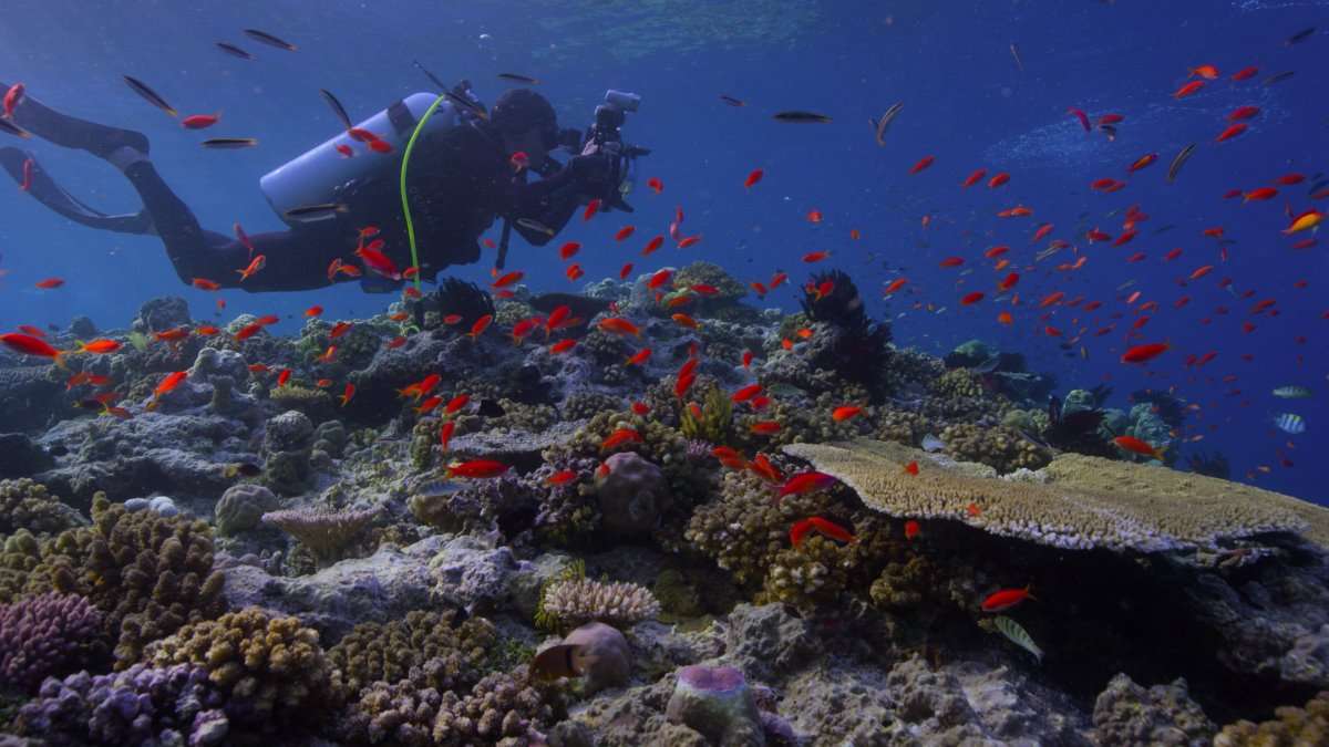 Netflix Original Documentaries - Chasing Coral