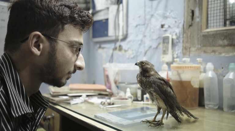All That Breathes [2022]: ‘Sundance’ Review – Mapping Delhi’s streets & skies into a Stirring, Stunning Miniature