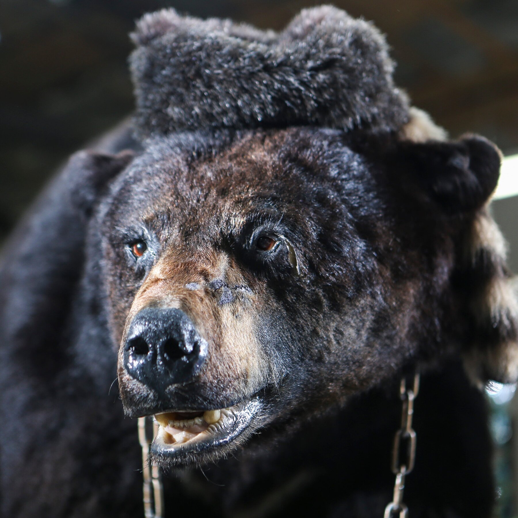 Route 6 Automaxcocaine Bear Showtimes Near Marcus Bay Park Cinema