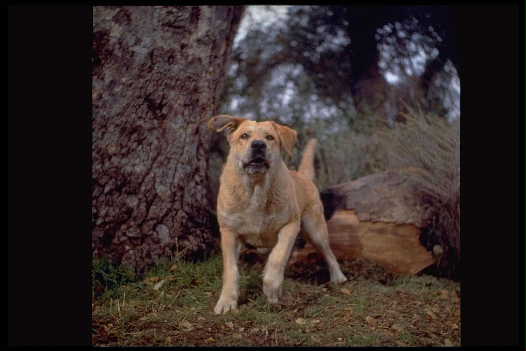 A Dog of Flanders (1959)