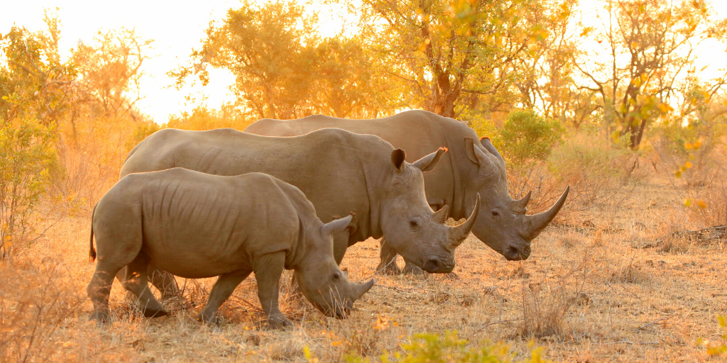 A still from Escape From Extinction (2020).