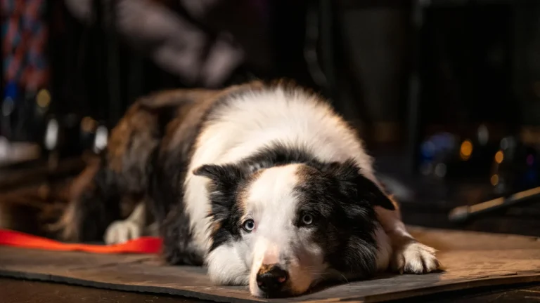 Beloved ‘Anatomy of a Fall’ Star, Messi the Dog, Likely to Skip Oscars