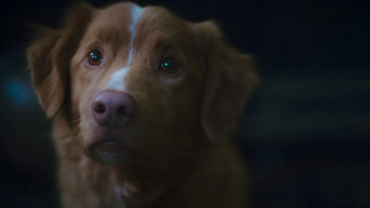 The 25 Best Dog Movies of all Time