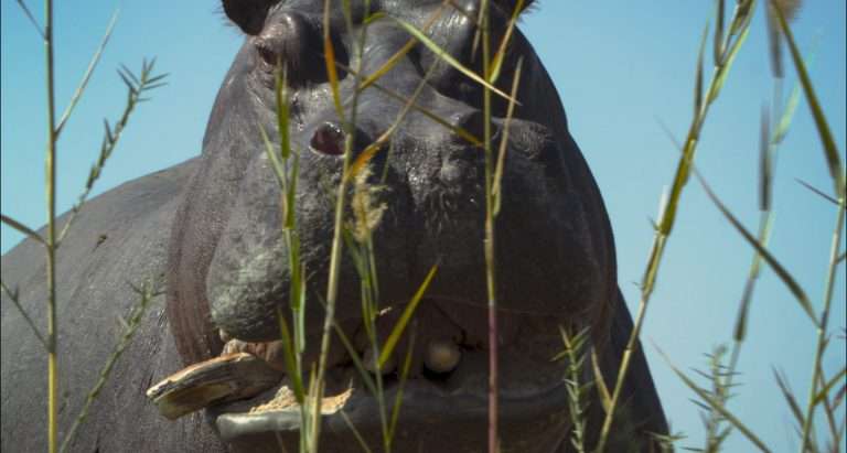 Pepe (2024) ‘FIDMarseille’ Movie Review: A Hippo Leads Us Through a Formally Disruptive Saga