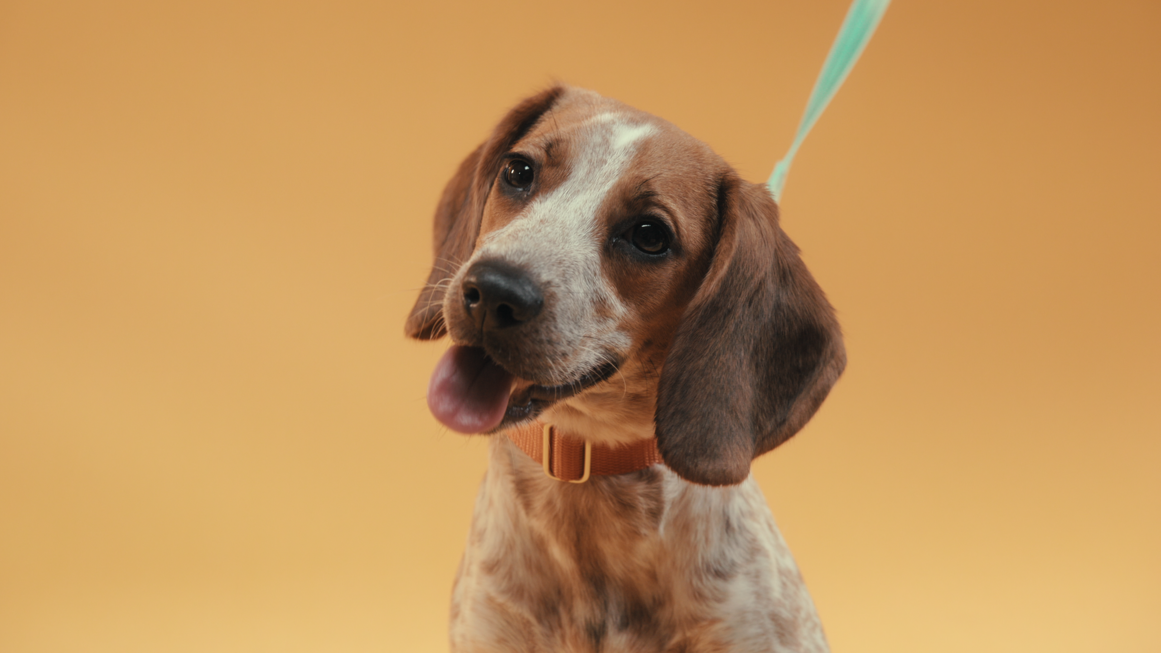Inside the Mind of a Dog (2024) Documentary Review