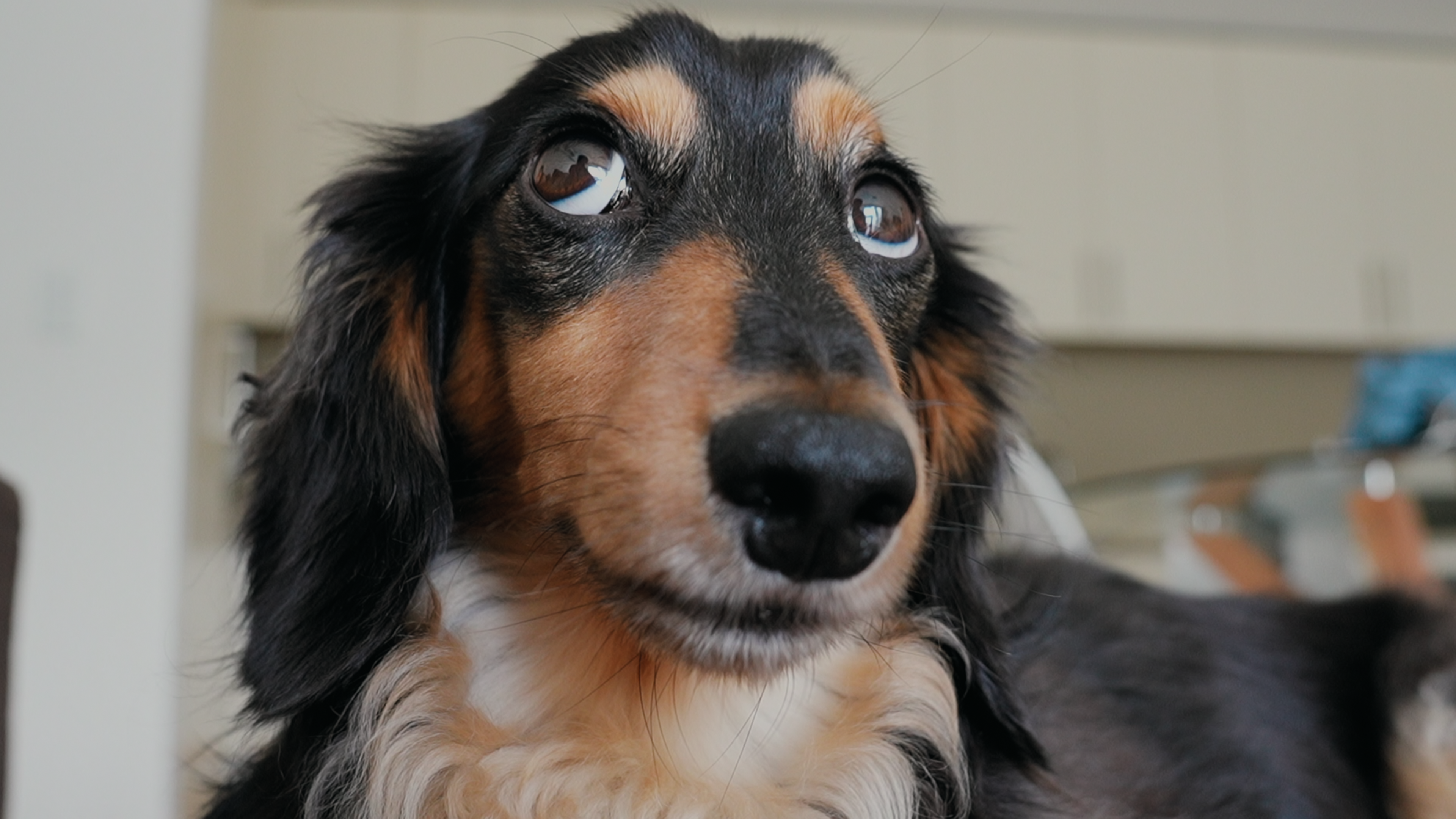 Inside the Mind of a Dog (2024) Documentary Review