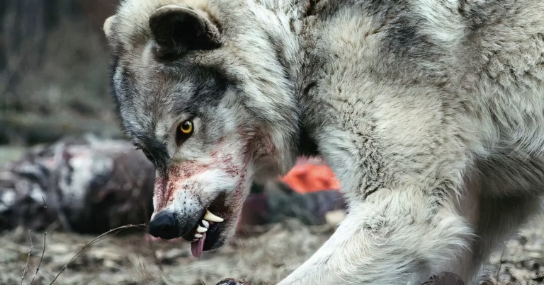 Out Come the Wolves (2024) Movie Ending Explained: Will Sophie and Nolan Survive the Deadly Wolf Attack?