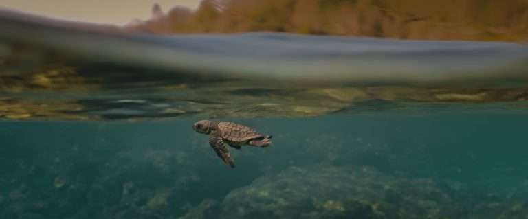 Turtle Walker (2024) ‘DOC NYC’ Movie Review: A Rousing Human Interest Story Meets a Pertinent Cause in a Red Turtle-Esque Storytelling Style