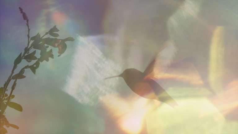 Every Little Thing (2024) ‘WIFF’ Movie Review: A Lovely Documentary about Hummingbirds, The Woman Who Loves Them, and Us