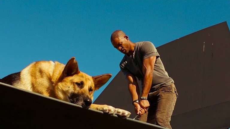 Best Dog Performances in Cinema: 12 Canine Stars Who Stole the Show