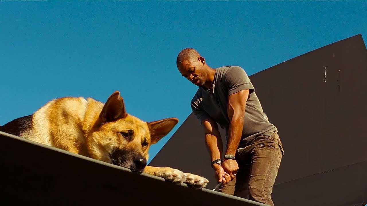 Best Dog Performances in Cinema: 10 Canine Stars Who Stole the Show