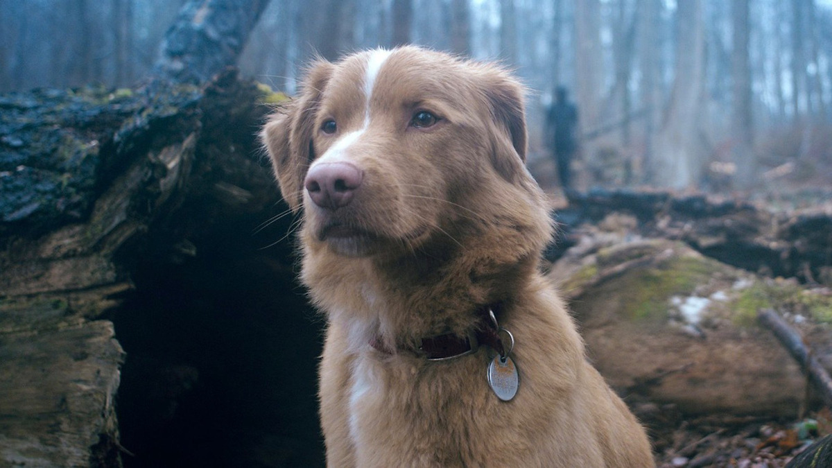 Best Dog Performances in Cinema: 12 Canine Stars Who Stole the Show
