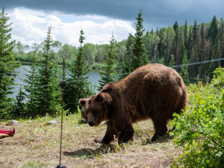 Grizzly Night (2026) Movie Ending Explained: Why Were Humans More Responsible for the Tragedy than the Bears?