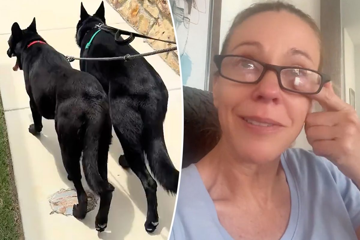 kate gosselin dog
